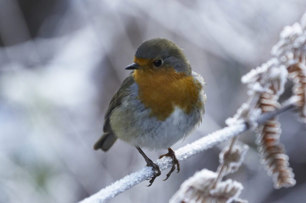 England, Northumberland, Rothbury. A winter scene of a native english Robin sitting on an ice covered fence.