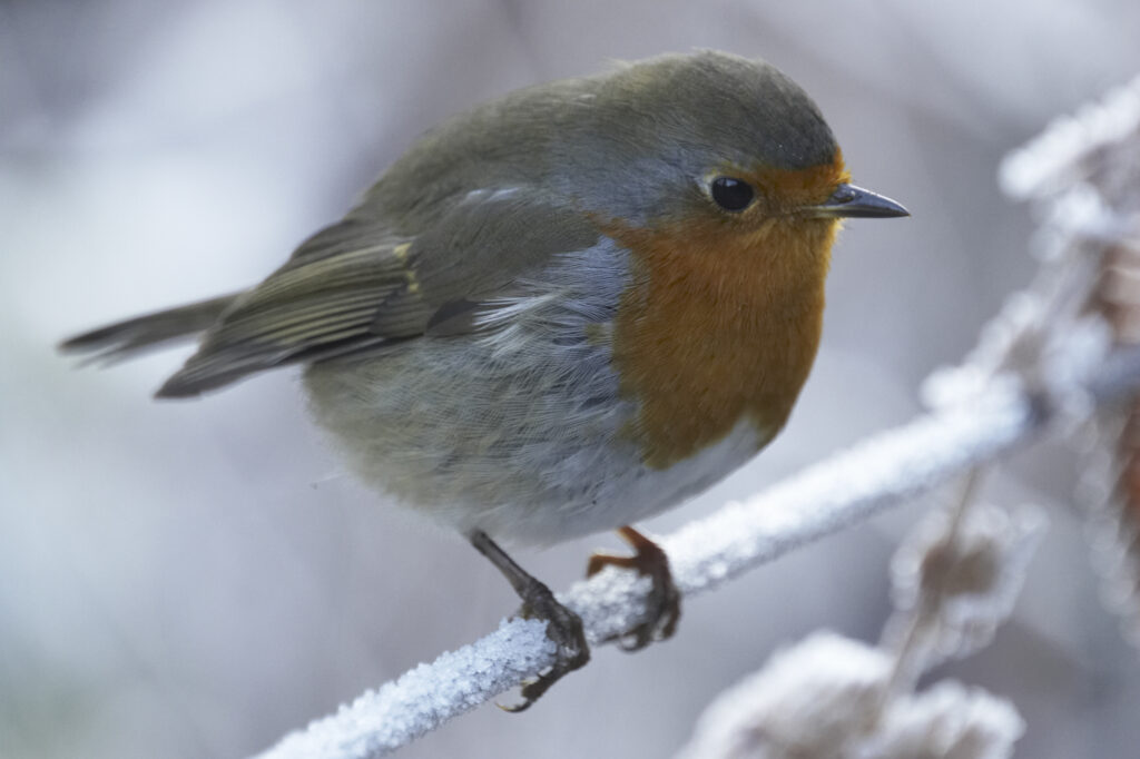 England, Northumberland, Rothbury. A winter scene of a native english Robin sitting on an ice covered fence.