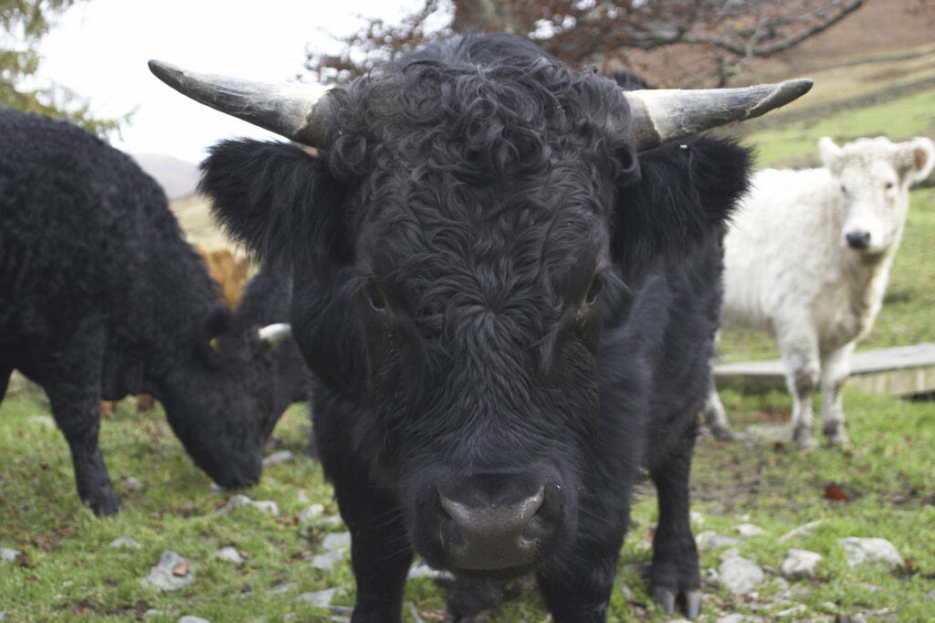 England, Cumbria, Lake District National Park. Farm cattle in a field near Dungeon Ghyl, along the Cumbria Way long distance route.