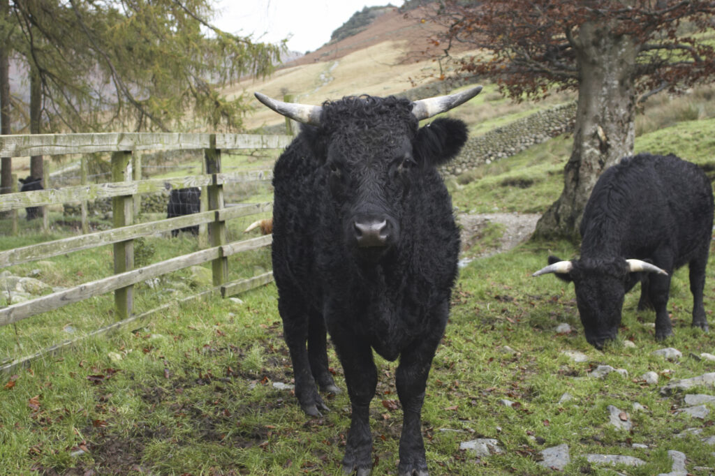 England, Cumbria, Lake District National Park. Farm cattle in a field near Dungeon Ghyl, along the Cumbria Way long distance route.