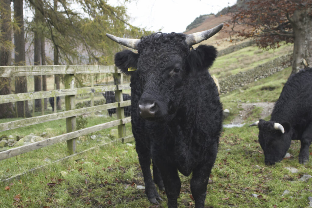 England, Cumbria, Lake District National Park. Farm cattle in a field near Dungeon Ghyl, along the Cumbria Way long distance route.