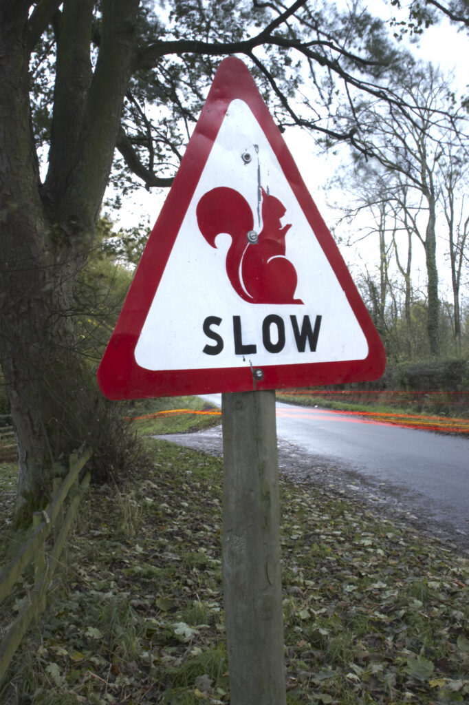 England, Cumbria, Red Squirrel Sign. Slow down for red squirrel sign - to help save Red Squirrels from extinction in the last remaining pockets of woodland homing red squirrels in the united kingdom