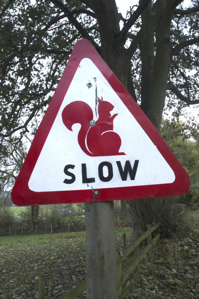 England, Cumbria, Red Squirrel Sign. Slow down for red squirrel sign - to help save Red Squirrels from extinction in the last remaining pockets of woodland homing red squirrels in the united kingdom