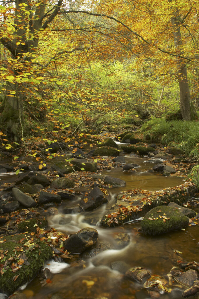 ENGLAND Northumberland Allen Banks A small beck flowing through a colourful display of autumn colours on trees within the woodland of the Allen Banks National Trust area