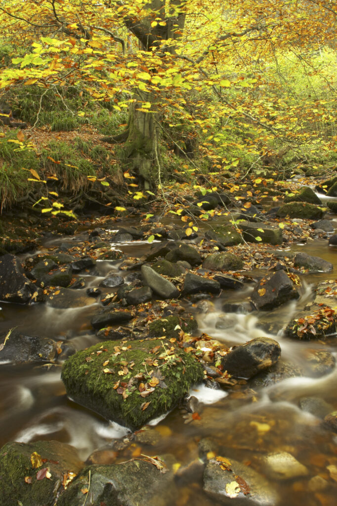ENGLAND Northumberland Allen Banks A small beck flowing through a colourful display of autumn colours on trees within the woodland of the Allen Banks National Trust area