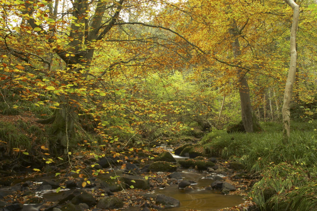 ENGLAND Northumberland Allen Banks A small beck flowing through a colourful display of autumn colours on trees within the woodland of the Allen Banks National Trust area