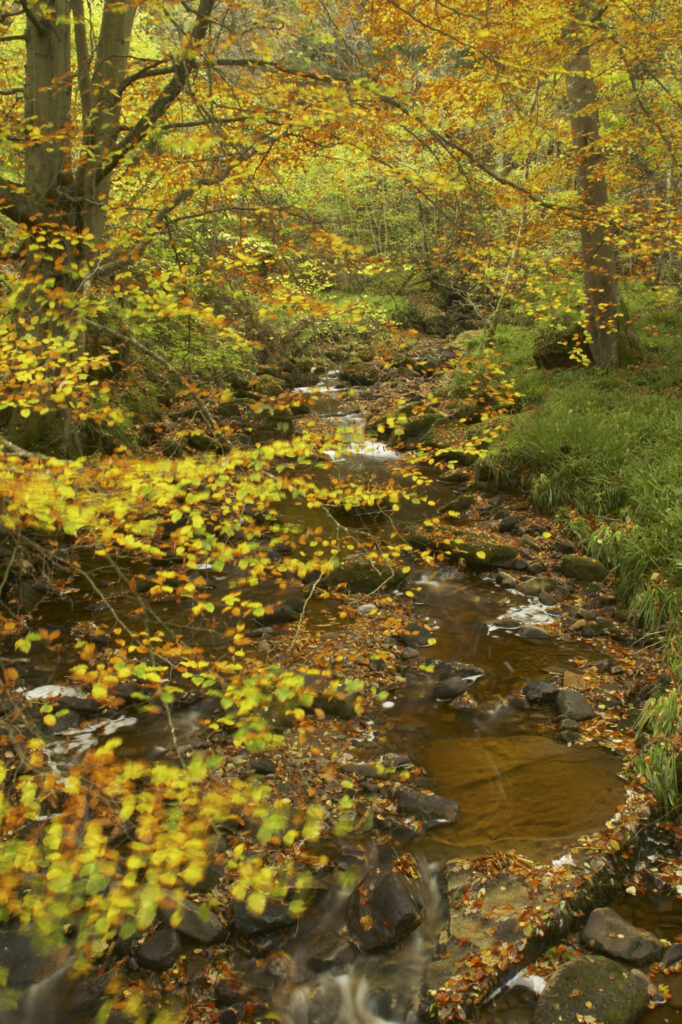 ENGLAND Northumberland Allen Banks A small beck flowing through a colourful display of autumn colours on trees within the woodland of the Allen Banks National Trust area