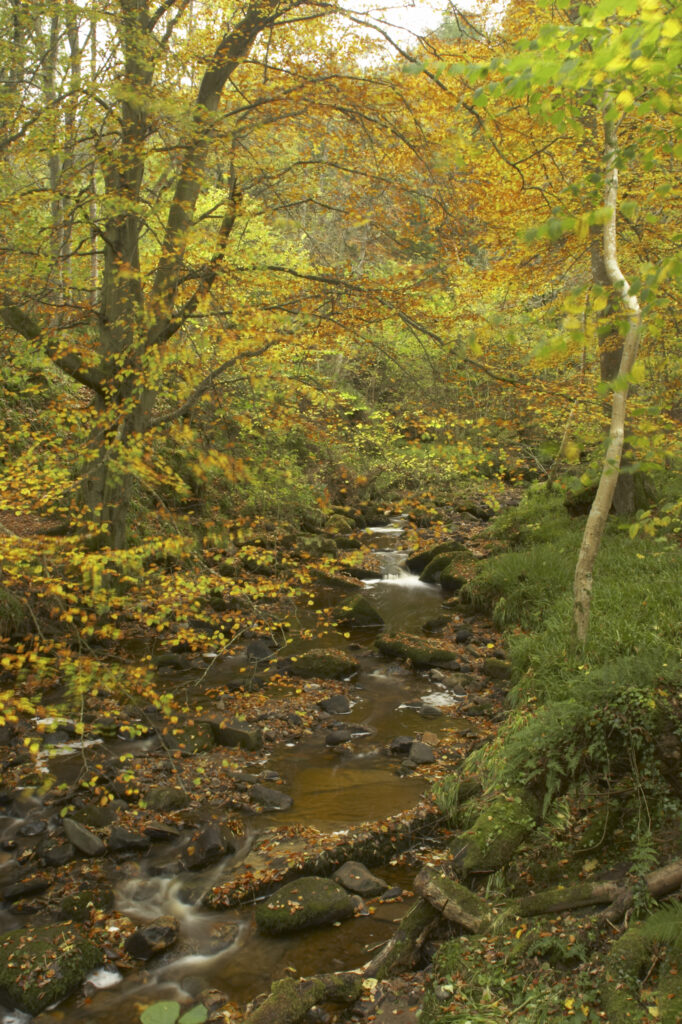 ENGLAND Northumberland Allen Banks A small beck flowing through a colourful display of autumn colours on trees within the woodland of the Allen Banks National Trust area