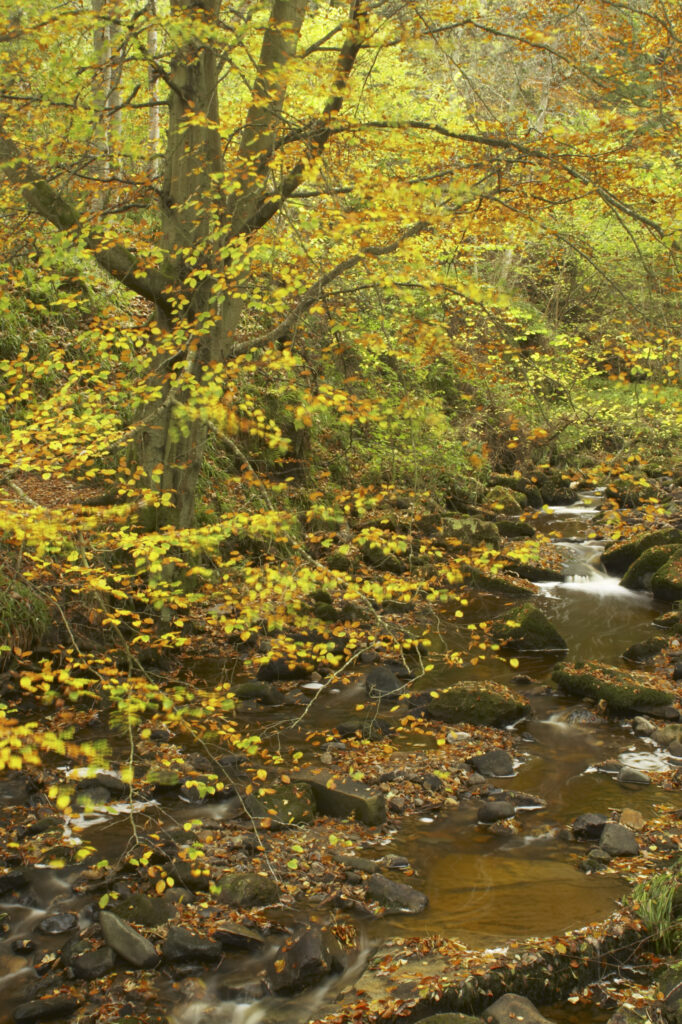 ENGLAND Northumberland Allen Banks A small beck flowing through a colourful display of autumn colours on trees within the woodland of the Allen Banks National Trust area
