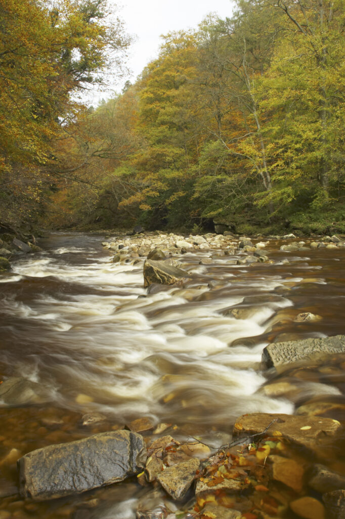 ENGLAND Northumberland Allen Banks The fast flowing waters of River Allen running through the tree clad Staward Gorge in Autumn ( National trust )