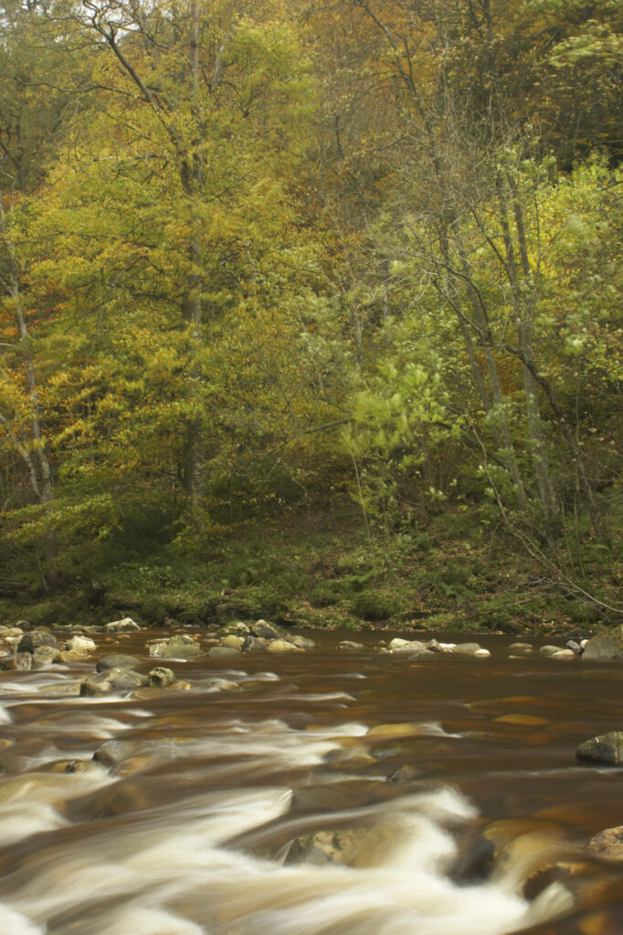 ENGLAND Northumberland Allen Banks The fast flowing waters of River Allen running through the tree clad Staward Gorge in Autumn ( National trust )