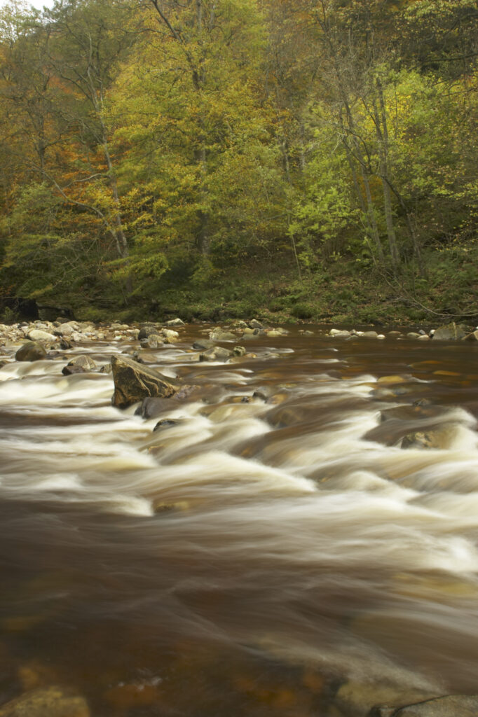 ENGLAND Northumberland Allen Banks The fast flowing waters of River Allen running through the tree clad Staward Gorge in Autumn ( National trust )