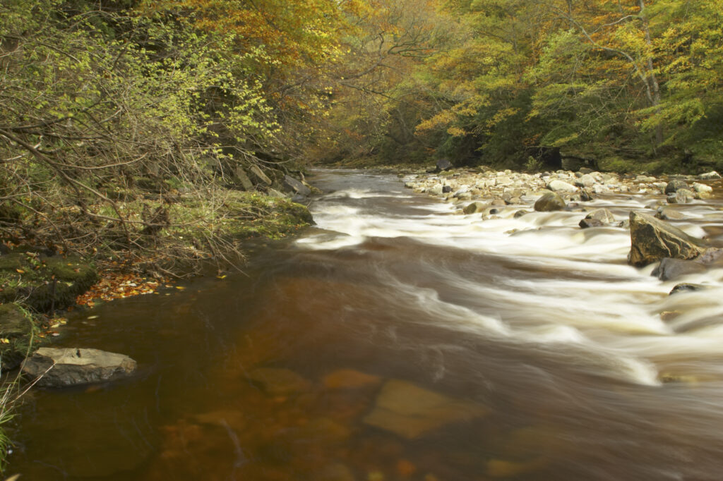 ENGLAND Northumberland Allen Banks The fast flowing waters of River Allen running through the tree clad Staward Gorge in Autumn ( National trust )