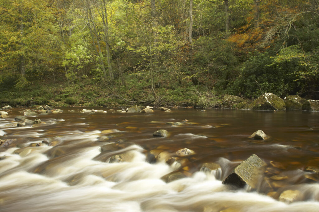 ENGLAND Northumberland Allen Banks The fast flowing waters of River Allen running through the tree clad Staward Gorge in Autumn ( National trust )