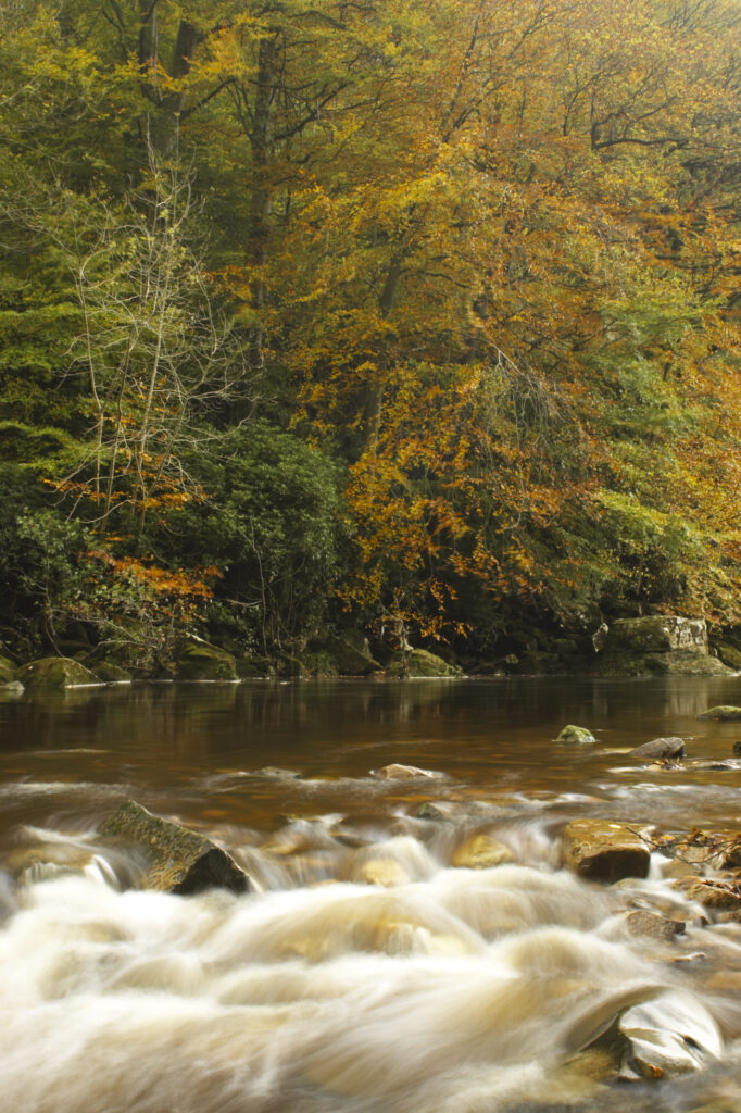 ENGLAND Northumberland Allen Banks The fast flowing waters of River Allen running through the tree clad Staward Gorge in Autumn ( National trust )