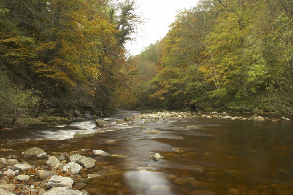 ENGLAND Northumberland Allen Banks The fast flowing waters of River Allen running through the tree clad Staward Gorge in Autumn ( National trust )