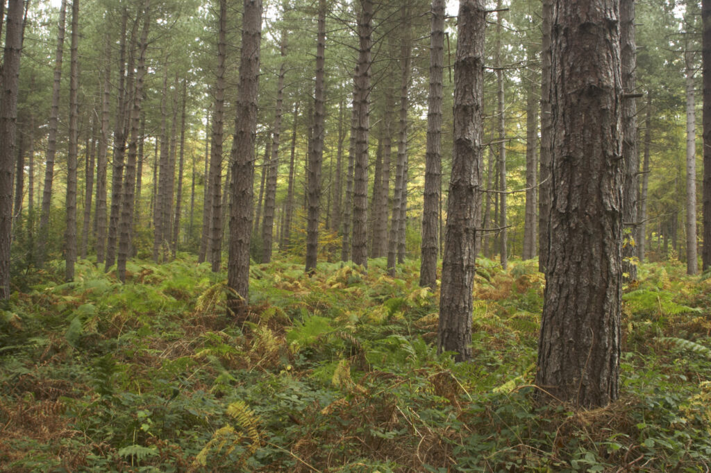 Landscape photograph of Chopwell Woodland Park. England, Tyne and Wear, Chopwell Woodland Park. The golden autumnal colours of forestry commission woodland between High Spen and Rowland Gill, near to the city of Newcastle Upon Tyne.