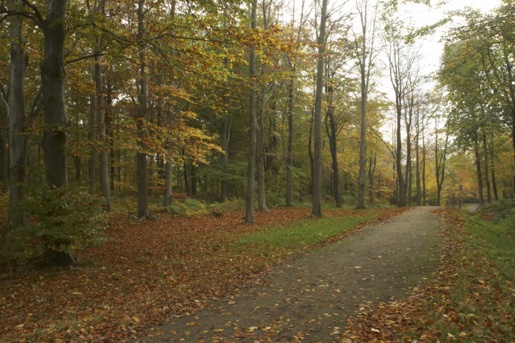 Landscape photograph of Chopwell Woodland Park. England, Tyne and Wear, Chopwell Woodland Park. Path running through the golden autumnal colours of forestry commission woodland between High Spen and Rowland Gill, near to the city of Newcastle Upon Tyne.