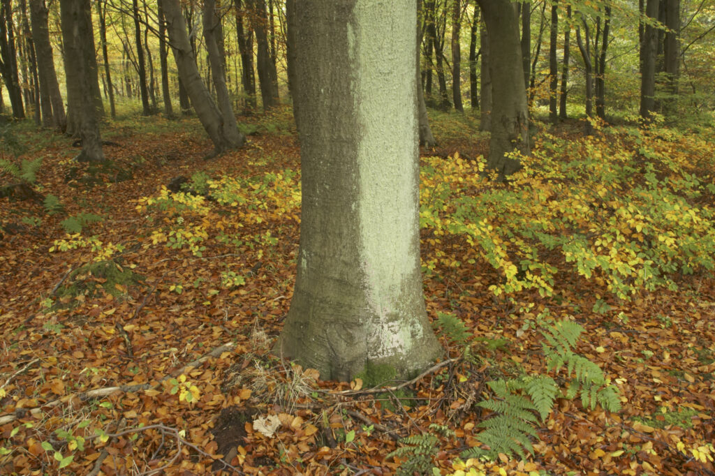 England, Tyne and Wear, Chopwell Woodland Park. The golden autumnal colours of forestry commission woodland between High Spen and Rowland Gill, near to the city of Newcastle Upon Tyne.