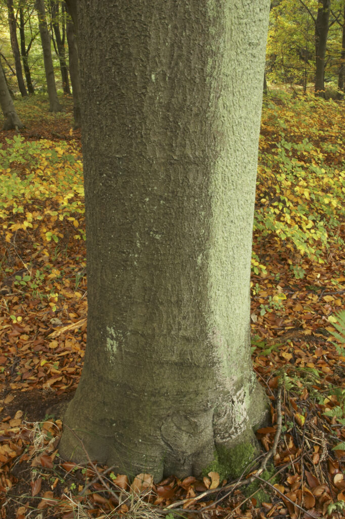 England, Tyne and Wear, Chopwell Woodland Park. The golden autumnal colours of forestry commission woodland between High Spen and Rowland Gill, near to the city of Newcastle Upon Tyne.