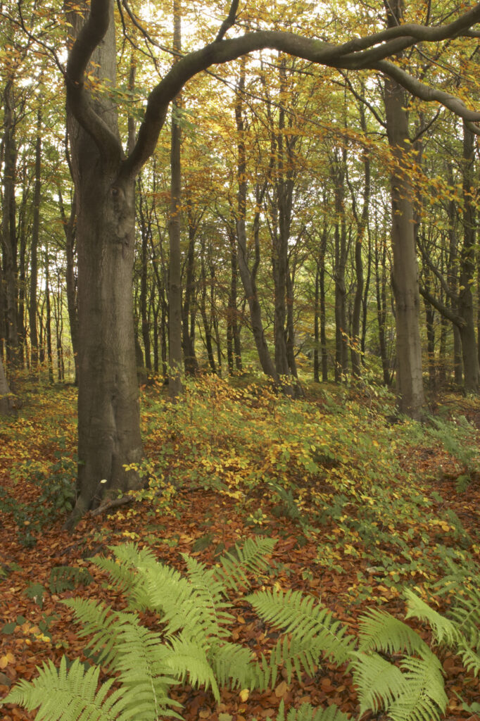 England, Tyne and Wear, Chopwell Woodland Park. The golden autumnal colours of forestry commission woodland between High Spen and Rowland Gill, near to the city of Newcastle Upon Tyne.