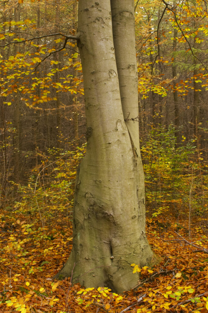 The golden autumnal colours of the forestry commission managed Chopwell Woodland Park.