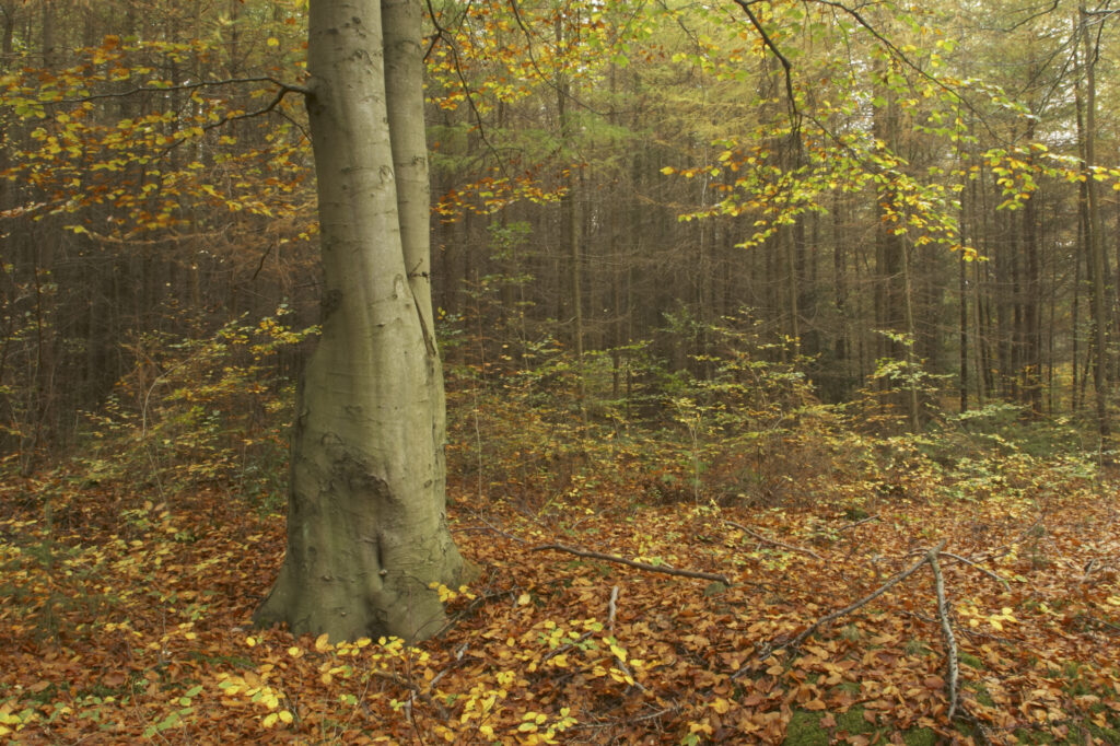 England, Tyne and Wear, Chopwell Woodland Park. The golden autumnal colours of forestry commission woodland between High Spen and Rowland Gill, near to the city of Newcastle Upon Tyne.