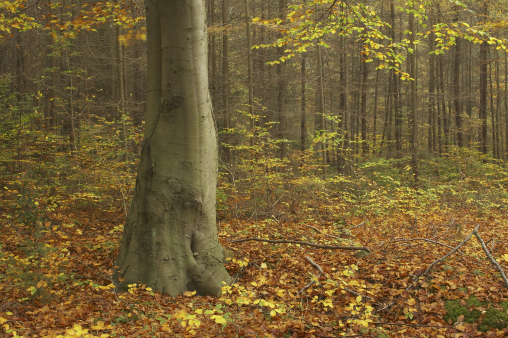 England, Tyne and Wear, Chopwell Woodland Park. The golden autumnal colours of forestry commission woodland between High Spen and Rowland Gill, near to the city of Newcastle Upon Tyne.