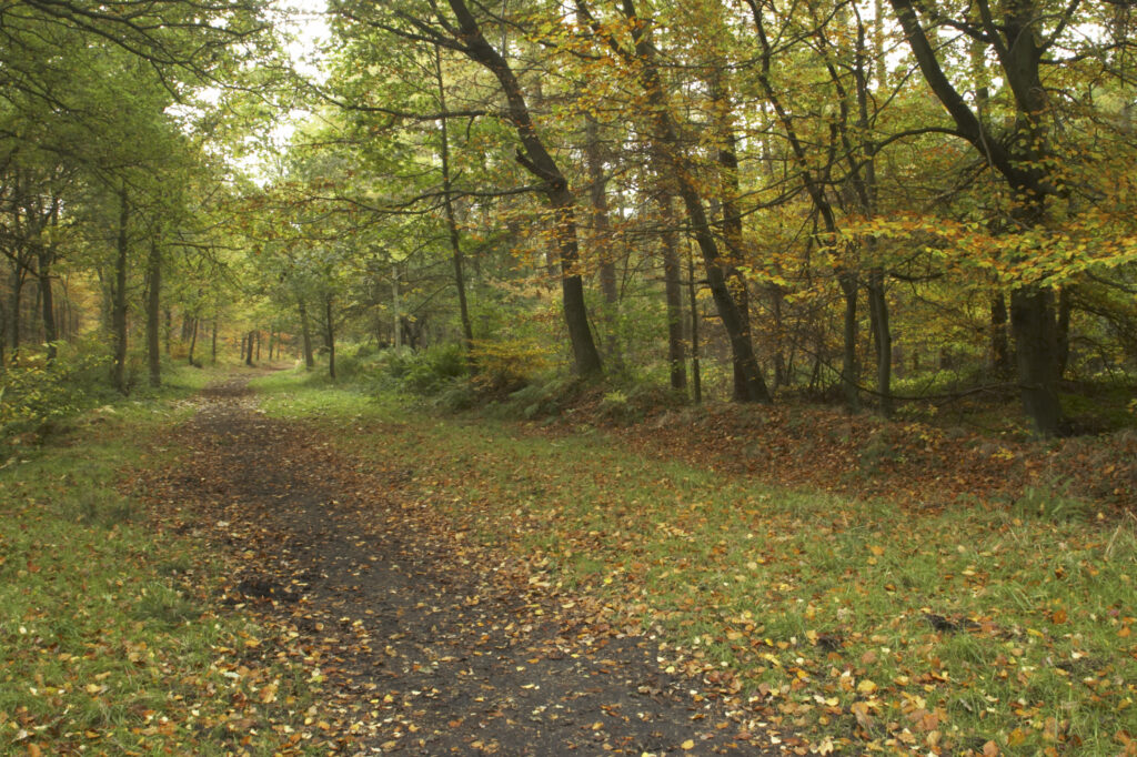 England, Tyne and Wear, Chopwell Woodland Park. The golden autumnal colours of forestry commission woodland between High Spen and Rowland Gill, near to the city of Newcastle Upon Tyne.