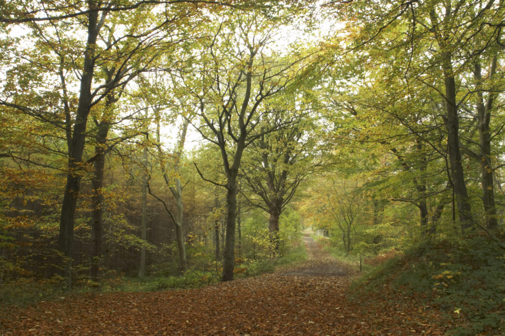 England, Tyne and Wear, Chopwell Woodland Park. The golden autumnal colours of forestry commission woodland between High Spen and Rowland Gill, near to the city of Newcastle Upon Tyne.