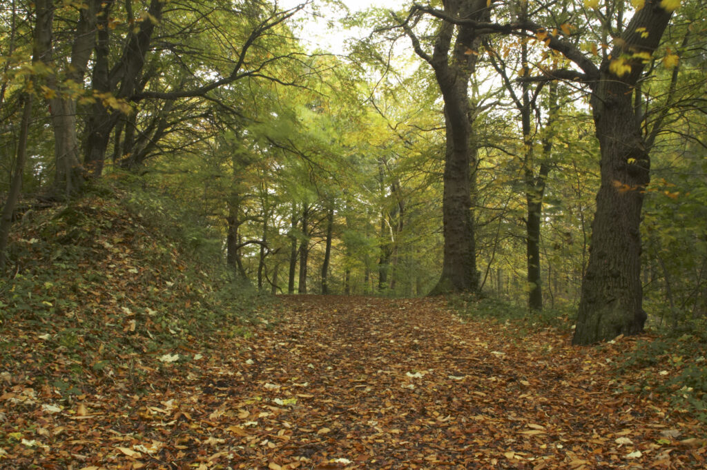 England, Tyne and Wear, Chopwell Woodland Park. The golden autumnal colours of forestry commission woodland between High Spen and Rowland Gill, near to the city of Newcastle Upon Tyne.