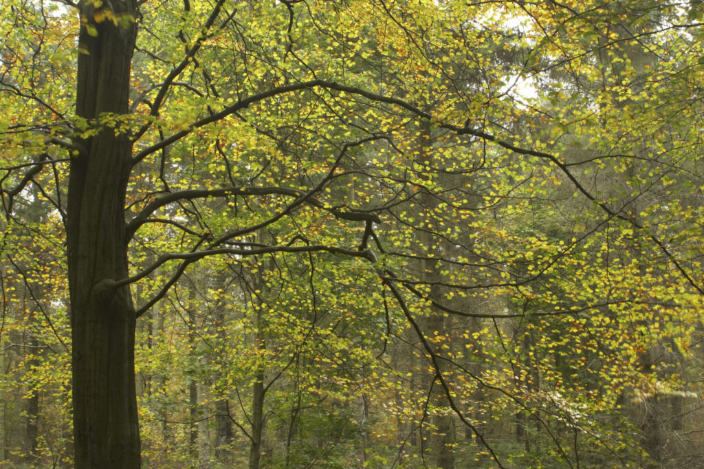 England, Tyne and Wear, Chopwell Woodland Park. The golden autumnal colours of forestry commission woodland between High Spen and Rowland Gill, near to the city of Newcastle Upon Tyne.