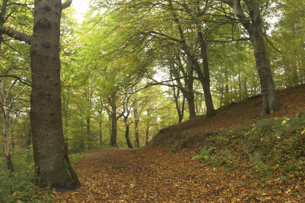 England, Tyne and Wear, Chopwell Woodland Park. The golden autumnal colours of forestry commission woodland between High Spen and Rowland Gill, near to the city of Newcastle Upon Tyne.