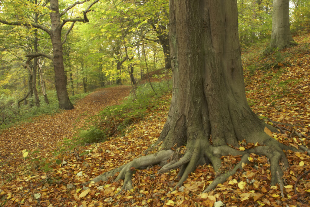 England, Tyne and Wear, Chopwell Woodland Park. The golden autumnal colours of forestry commission woodland between High Spen and Rowland Gill, near to the city of Newcastle Upon Tyne.