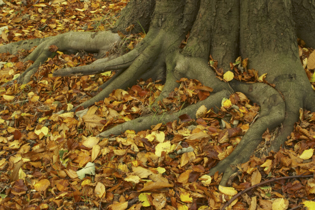 England, Tyne and Wear, Chopwell Woodland Park. The golden autumnal colours of forestry commission woodland between High Spen and Rowland Gill, near to the city of Newcastle Upon Tyne.