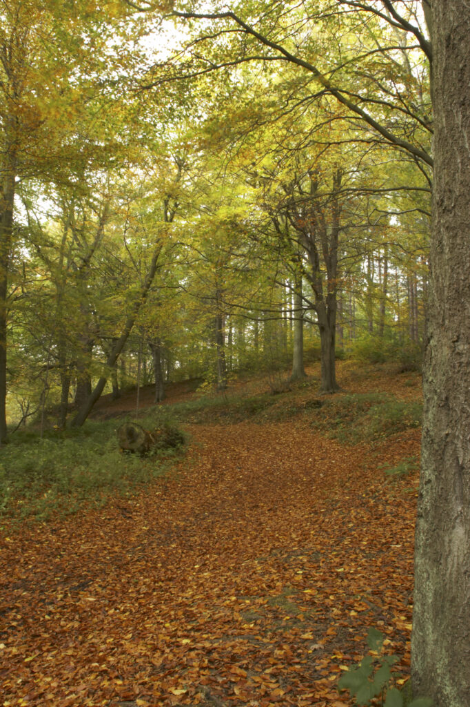 England, Tyne and Wear, Chopwell Woodland Park. The golden autumnal colours of forestry commission woodland between High Spen and Rowland Gill, near to the city of Newcastle Upon Tyne.