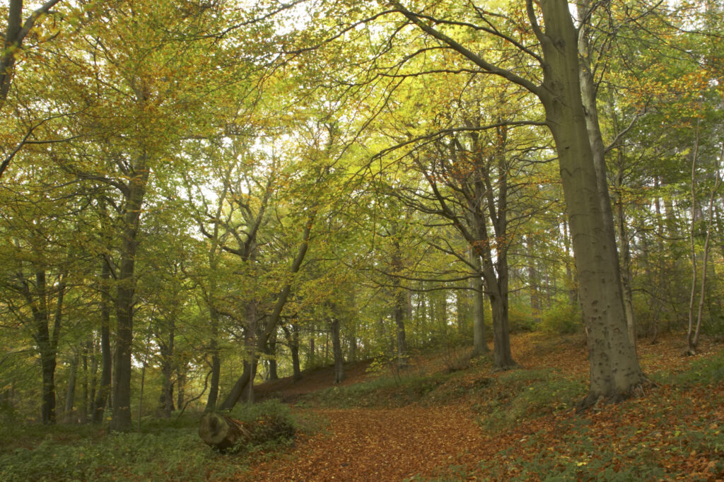 England, Tyne and Wear, Chopwell Woodland Park. The golden autumnal colours of forestry commission woodland between High Spen and Rowland Gill, near to the city of Newcastle Upon Tyne.