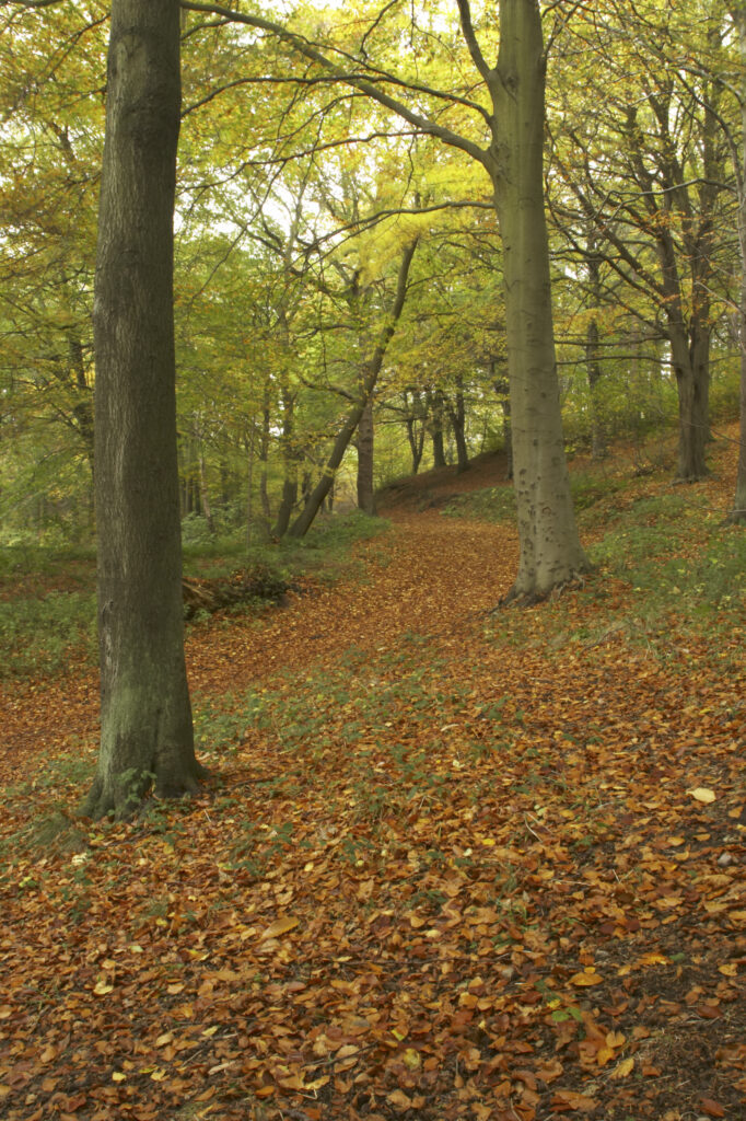 England, Tyne and Wear, Chopwell Woodland Park. The golden autumnal colours of forestry commission woodland between High Spen and Rowland Gill, near to the city of Newcastle Upon Tyne.