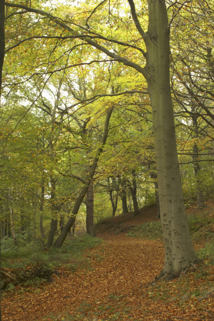 England, Tyne and Wear, Chopwell Woodland Park. The golden autumnal colours of forestry commission woodland between High Spen and Rowland Gill, near to the city of Newcastle Upon Tyne.