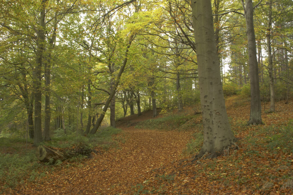 England, Tyne and Wear, Chopwell Woodland Park. The golden autumnal colours of forestry commission woodland between High Spen and Rowland Gill, near to the city of Newcastle Upon Tyne.