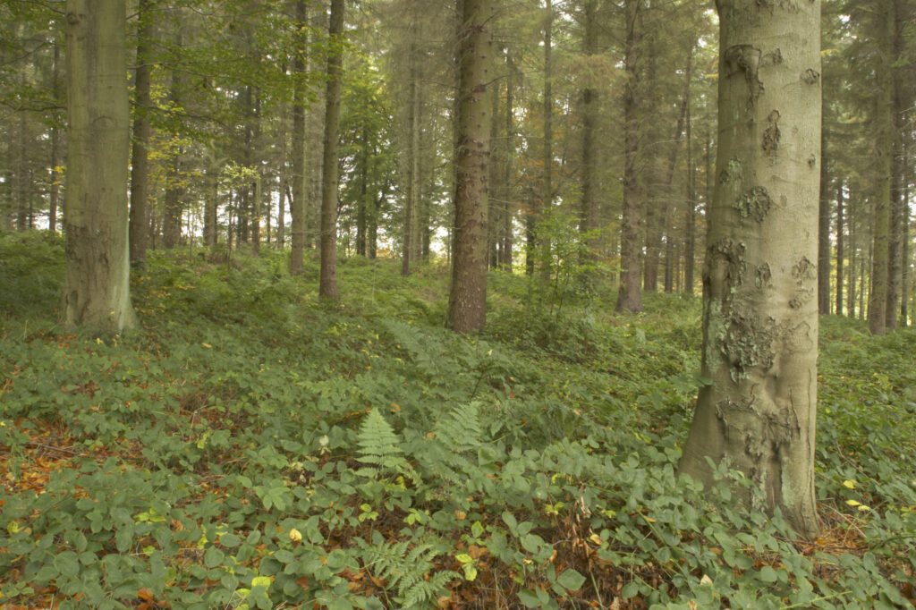England, Tyne and Wear, Chopwell Woodland Park. Forestry commission woodland between High Spen and Rowland Gill, near to the city of Newcastle Upon Tyne.