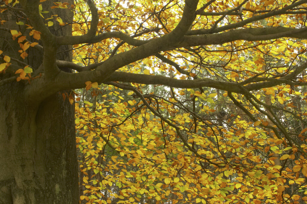 England, Tyne and Wear, Chopwell Woodland Park. The golden autumnal colours of forestry commission woodland between High Spen and Rowland Gill, near to the city of Newcastle Upon Tyne.