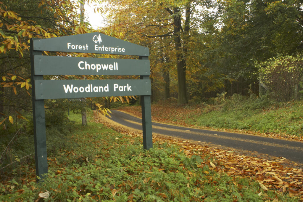 England, Tyne and Wear, Chopwell Woodland Park. Forest road through the golden autumnal colours of forestry commission woodland between High Spen and Rowland Gill, near to the city of Newcastle Upon Tyne.