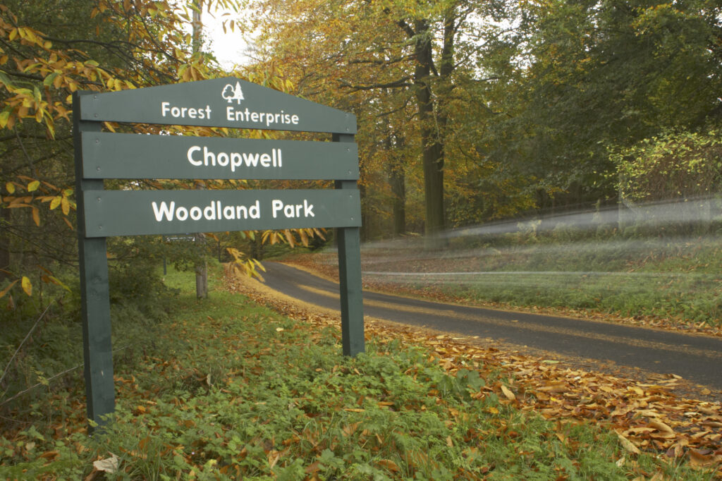 England, Tyne and Wear, Chopwell Woodland Park. Forest road through the golden autumnal colours of forestry commission woodland between High Spen and Rowland Gill, near to the city of Newcastle Upon Tyne.