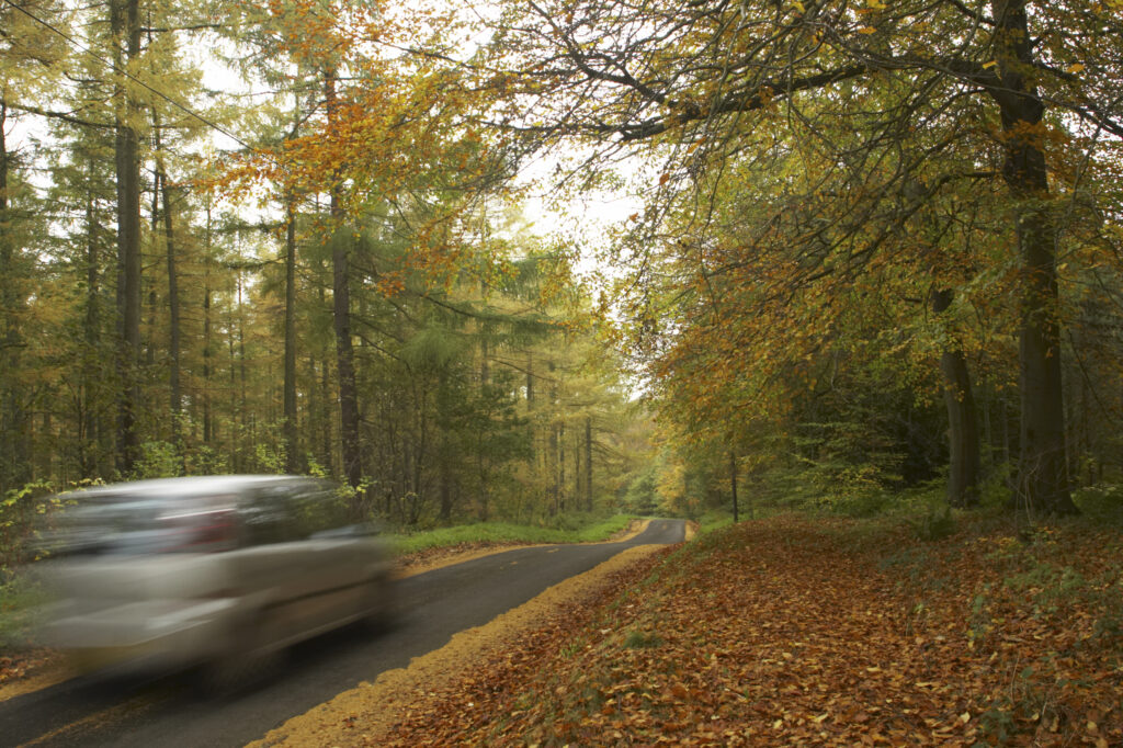 England, Tyne and Wear, Chopwell Woodland Park. Forest road through the golden autumnal colours of forestry commission woodland between High Spen and Rowland Gill, near to the city of Newcastle Upon Tyne.