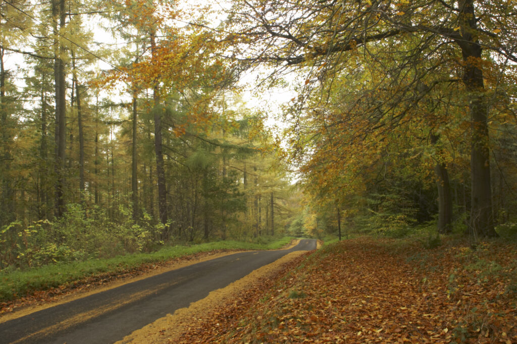 England, Tyne and Wear, Chopwell Woodland Park. Forest road through the golden autumnal colours of forestry commission woodland between High Spen and Rowland Gill, near to the city of Newcastle Upon Tyne.