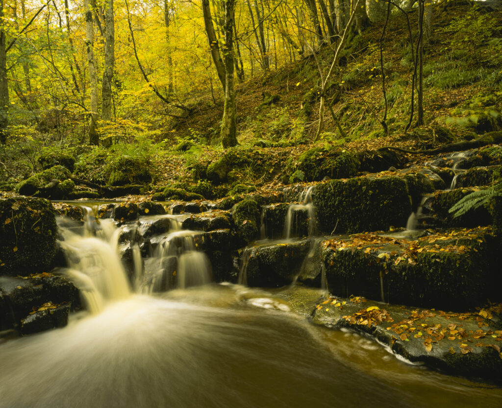 ENGLAND northumberland Briarwood banks A stream flowing through the woodland of this northumberland wildlife trust reserve