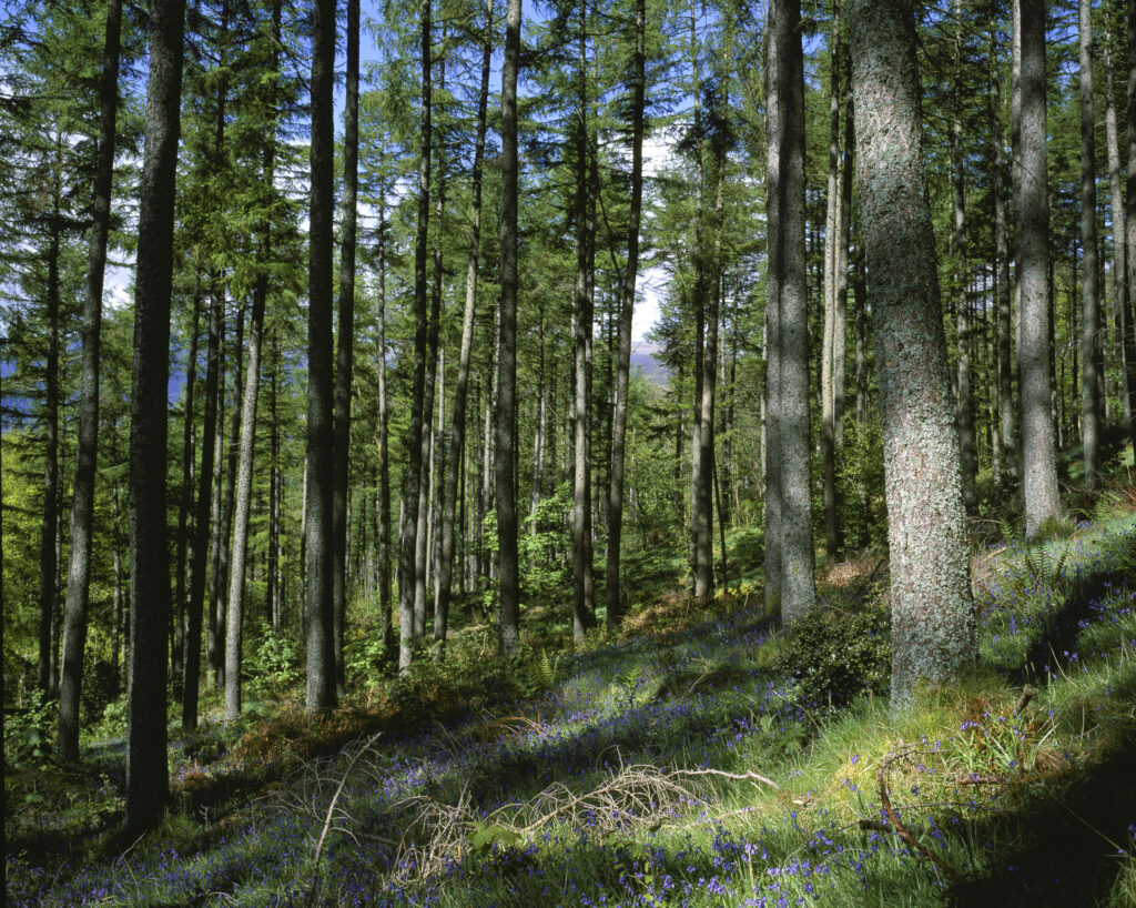 England, Cumbria, Lake District National Park. A blanket of wild bluebells within Great Wood in Borrowdale