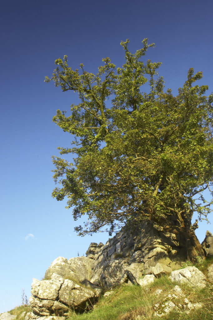 England, Yorkshire, Yorkshire Dales National Park. Limestone and tree near Malham Cove in the Yorkshire Dales National Park.