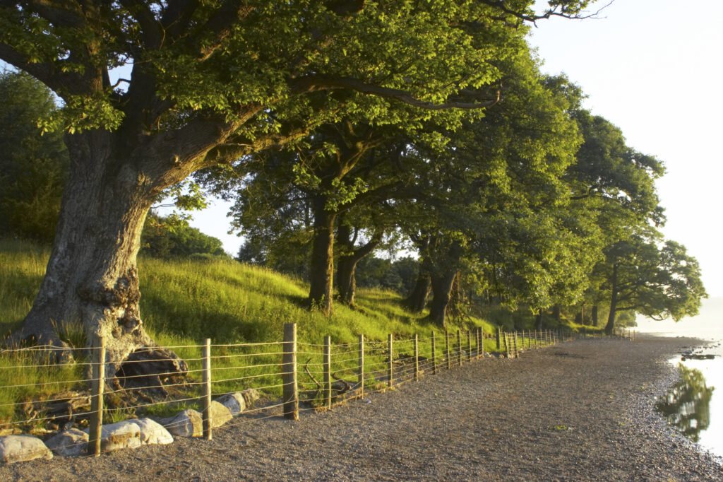 England, Cumbria, Lake District National Park. Trees near the lake shore of Coniston Water, within the Lake District National Park